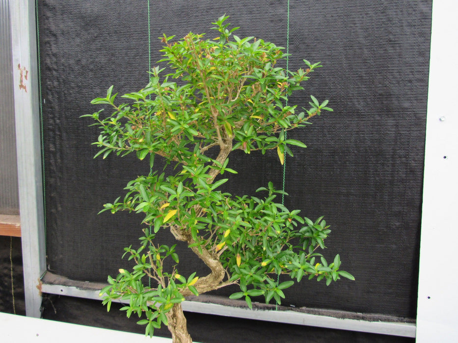 29 Year Old Thousand Star Serissa Flowering "S" Specimen Bonsai Tree Pads