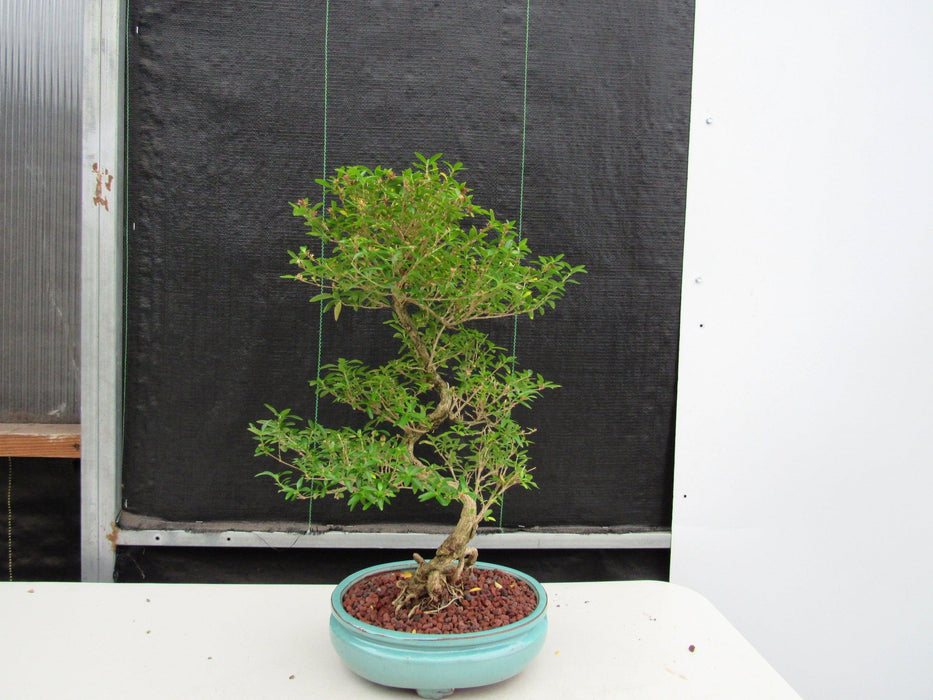 29 Year Old Thousand Star Serissa Flowering "S" Specimen Bonsai Tree Back Profile