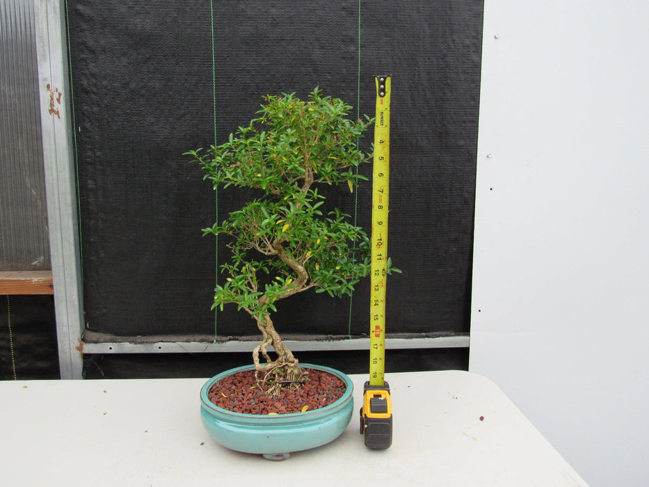 29 Year Old Thousand Star Serissa Flowering "S" Specimen Bonsai Tree Height