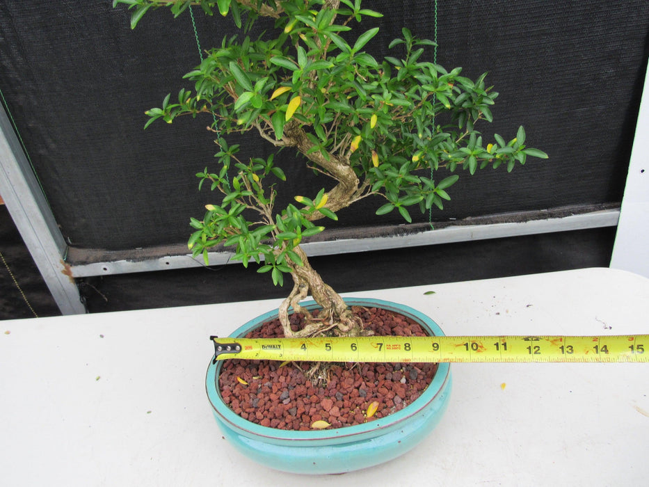 29 Year Old Thousand Star Serissa Flowering "S" Specimen Bonsai Tree Size