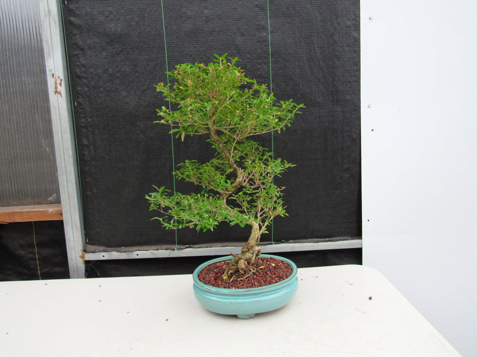 29 Year Old Thousand Star Serissa Flowering "S" Specimen Bonsai Tree Back Alternate