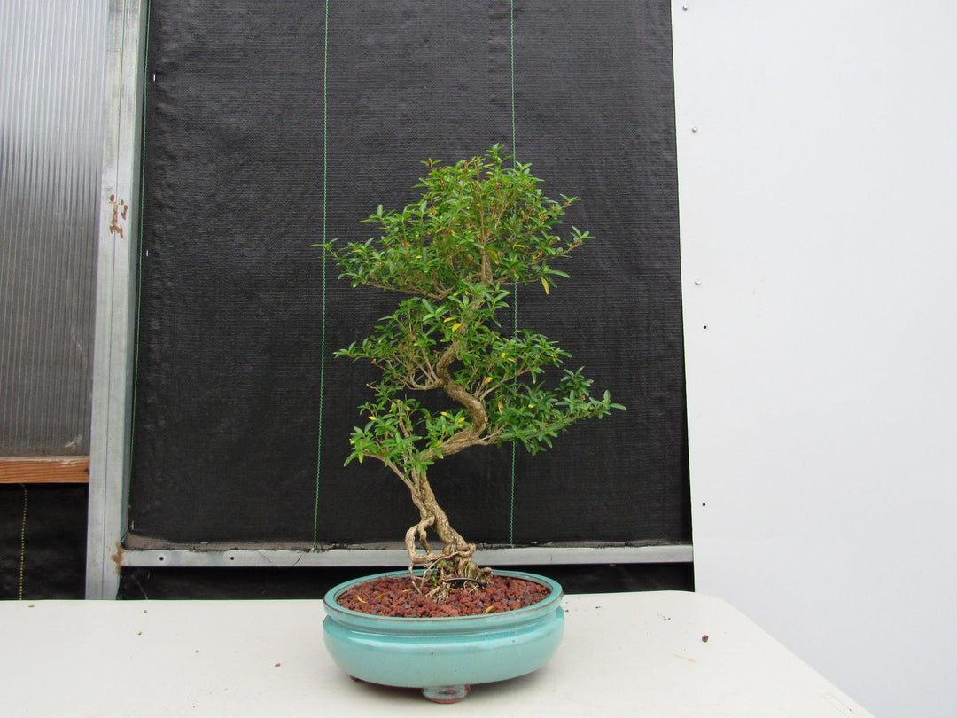 29 Year Old Thousand Star Serissa Flowering "S" Specimen Bonsai Tree Profile
