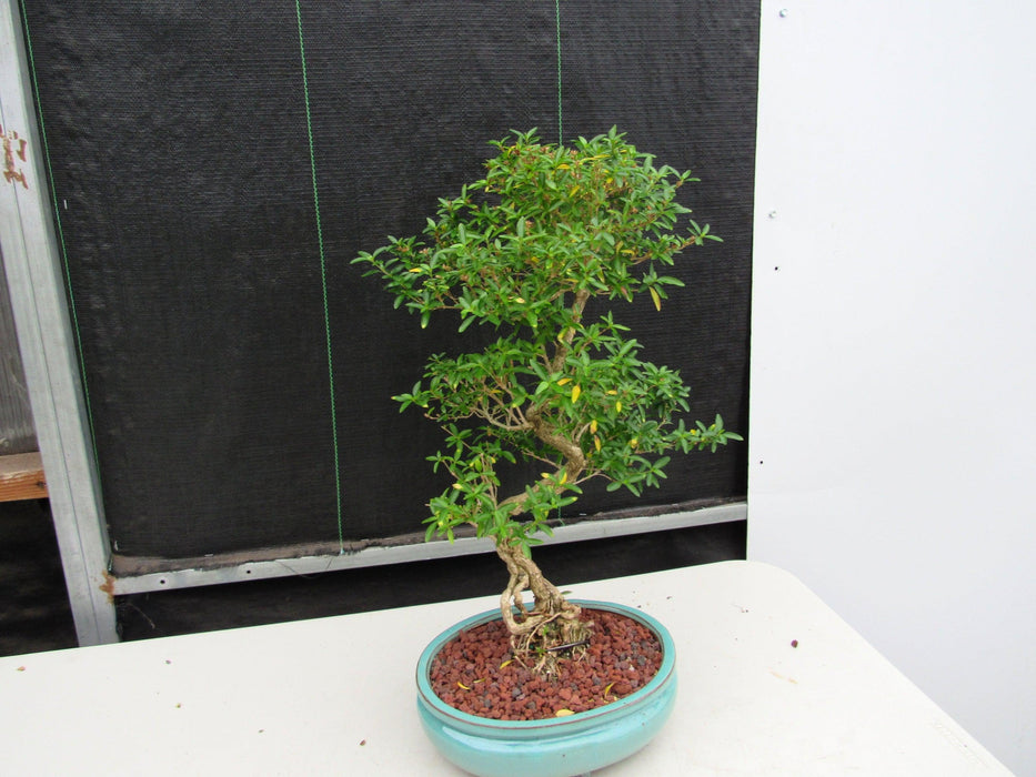 29 Year Old Thousand Star Serissa Flowering "S" Specimen Bonsai Tree Strong Side