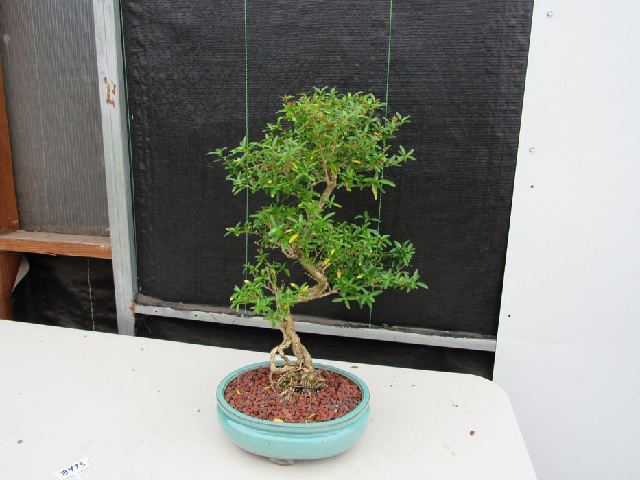 29 Year Old Thousand Star Serissa Flowering "S" Specimen Bonsai Tree Soft Side