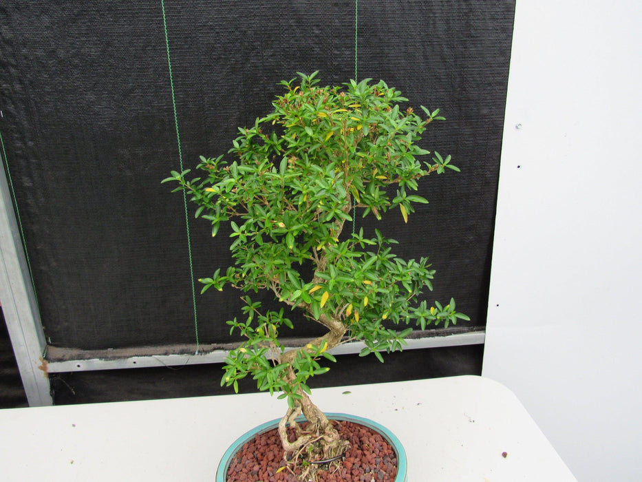 29 Year Old Thousand Star Serissa Flowering "S" Specimen Bonsai Tree Top