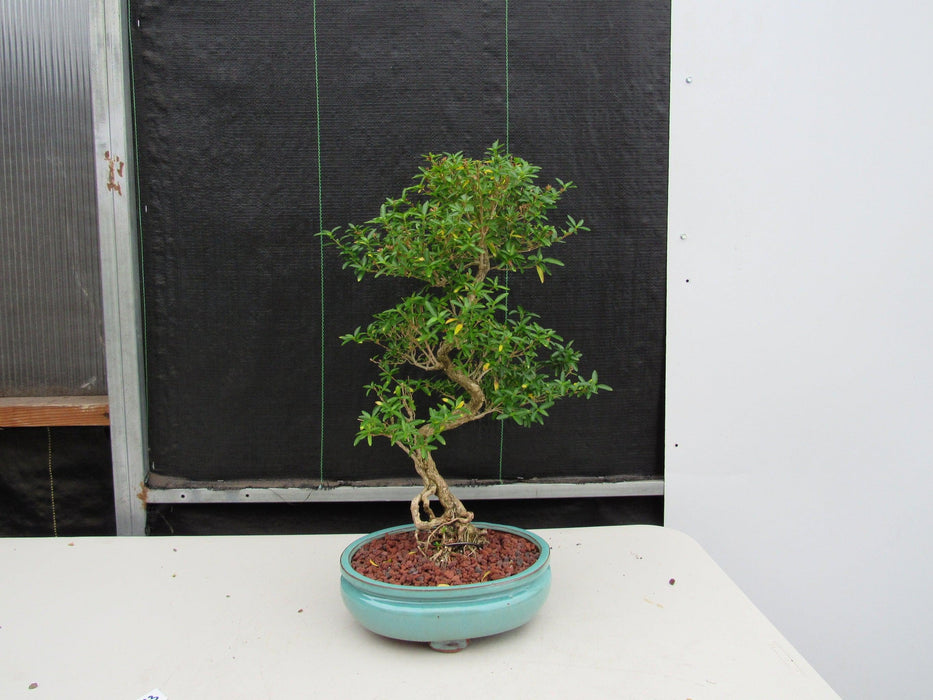 29 Year Old Thousand Star Serissa Flowering "S" Specimen Bonsai Tree