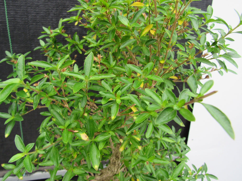 29 Year Old Thousand Star Serissa Flowering "S" Specimen Bonsai Tree Foliage