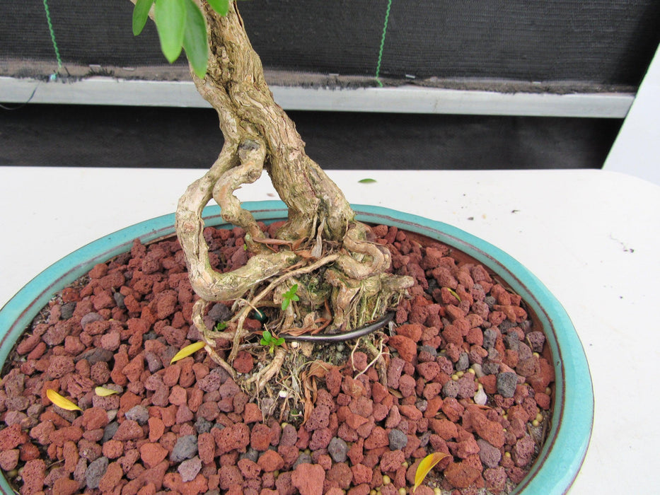 29 Year Old Thousand Star Serissa Flowering "S" Specimen Bonsai Tree Roots