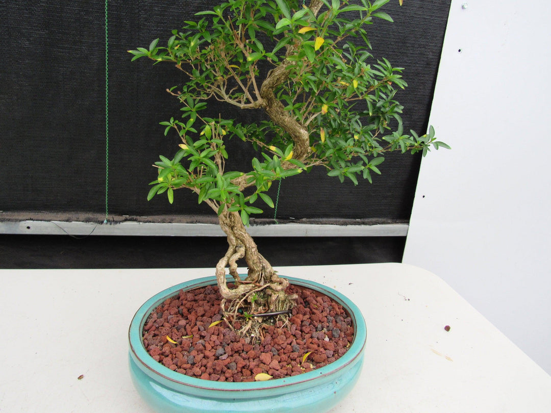 29 Year Old Thousand Star Serissa Flowering "S" Specimen Bonsai Tree Trunk