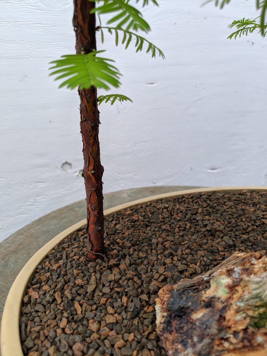 3 Tree Redwood Forest Bonsai Tree Bark