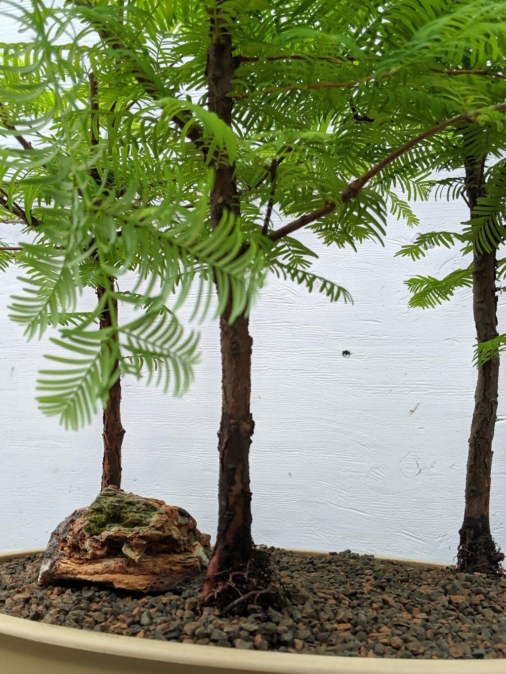 3 Tree Redwood Forest Bonsai Tree Trunk