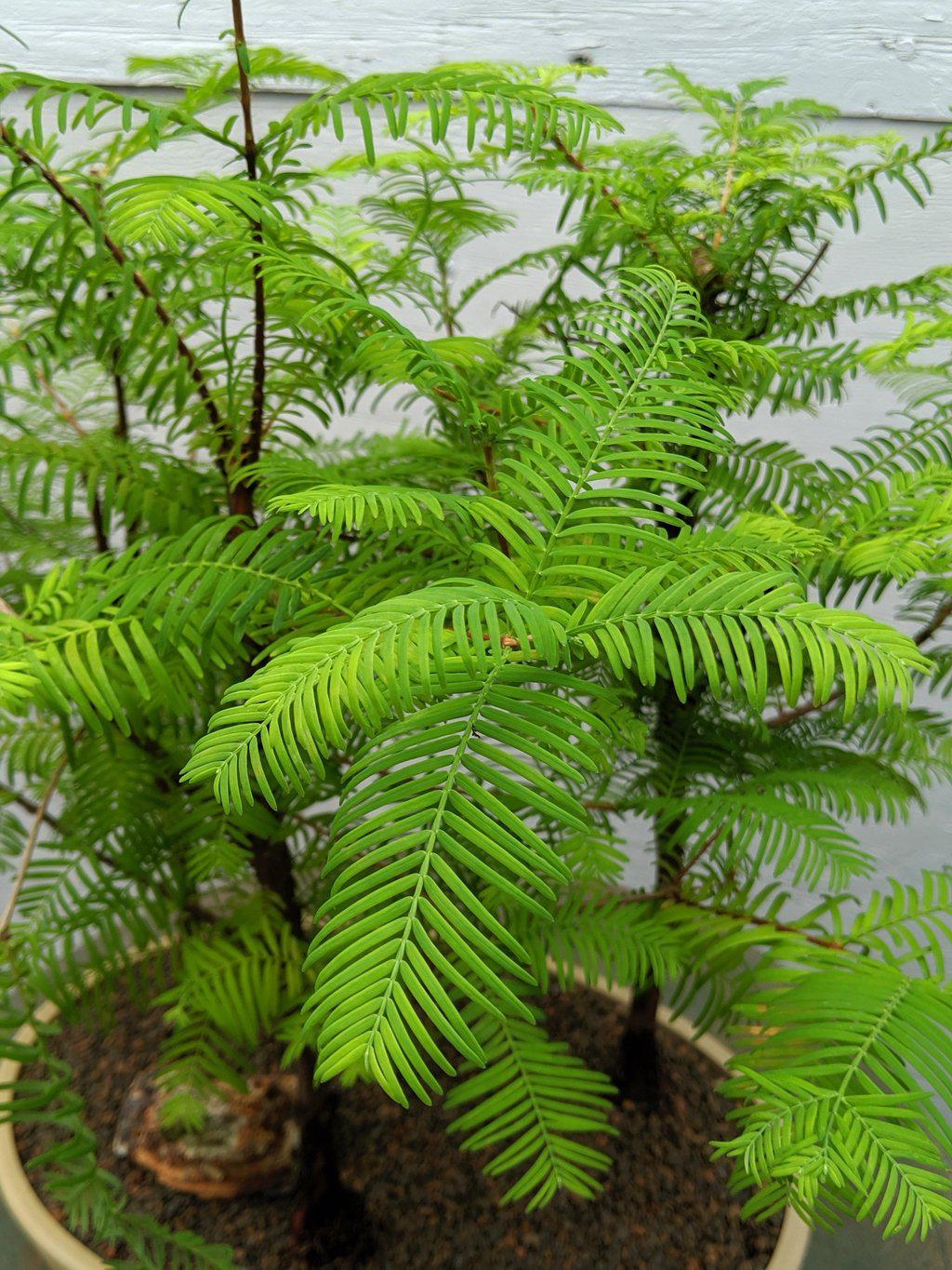 3 Tree Redwood Forest Bonsai Tree Leaves