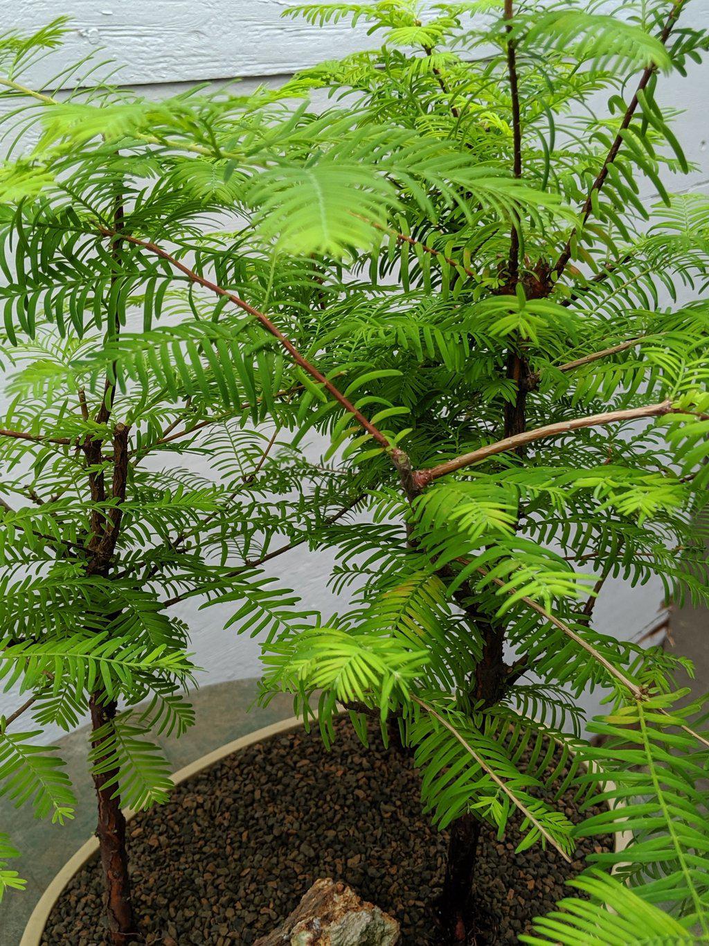 3 Tree Redwood Forest Bonsai Tree Canopy