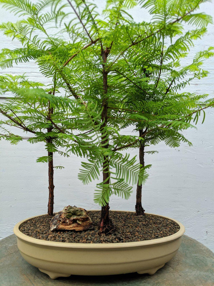 redwood bonsai tree for sale 3 Tree Redwood Forest Bonsai Tree