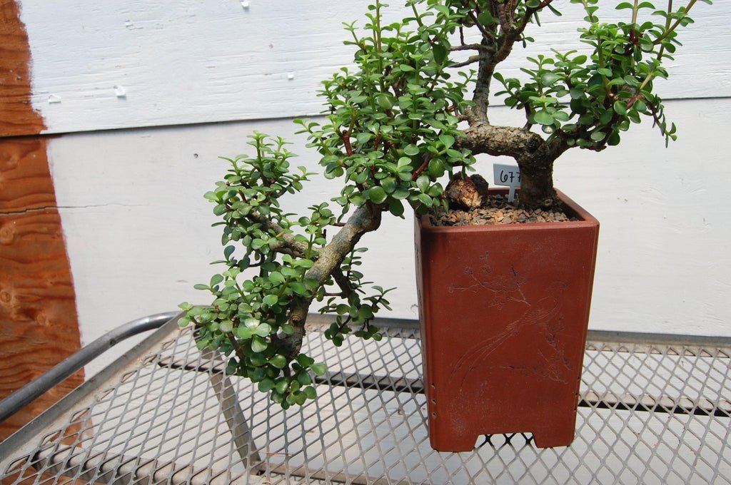 portulacaria afra bonsai cascada 30 Year Old Baby Jade Cascade Specimen Bonsai Tree