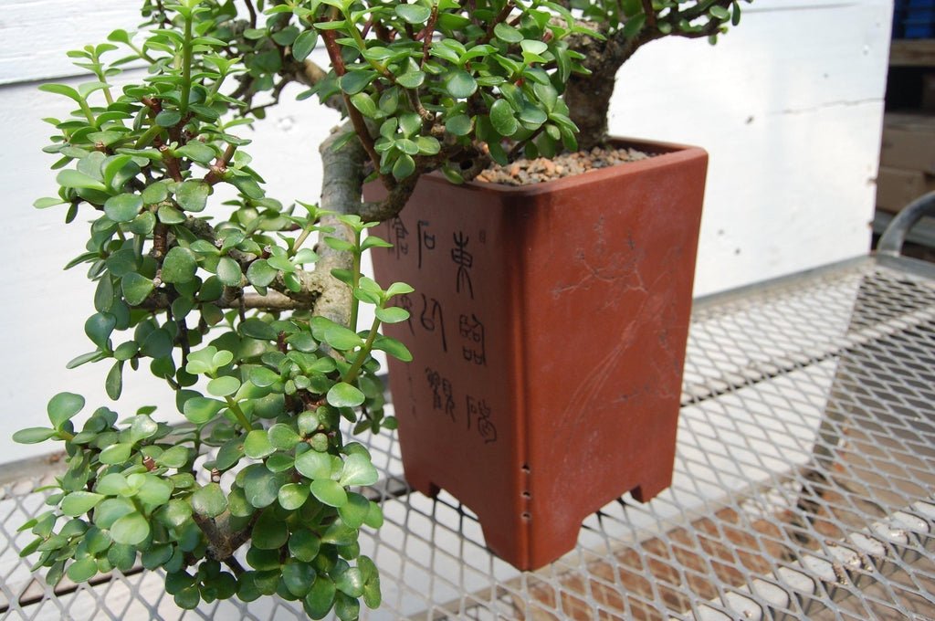 Baby Jade Cascade Specimen Bonsai Tree Leaves