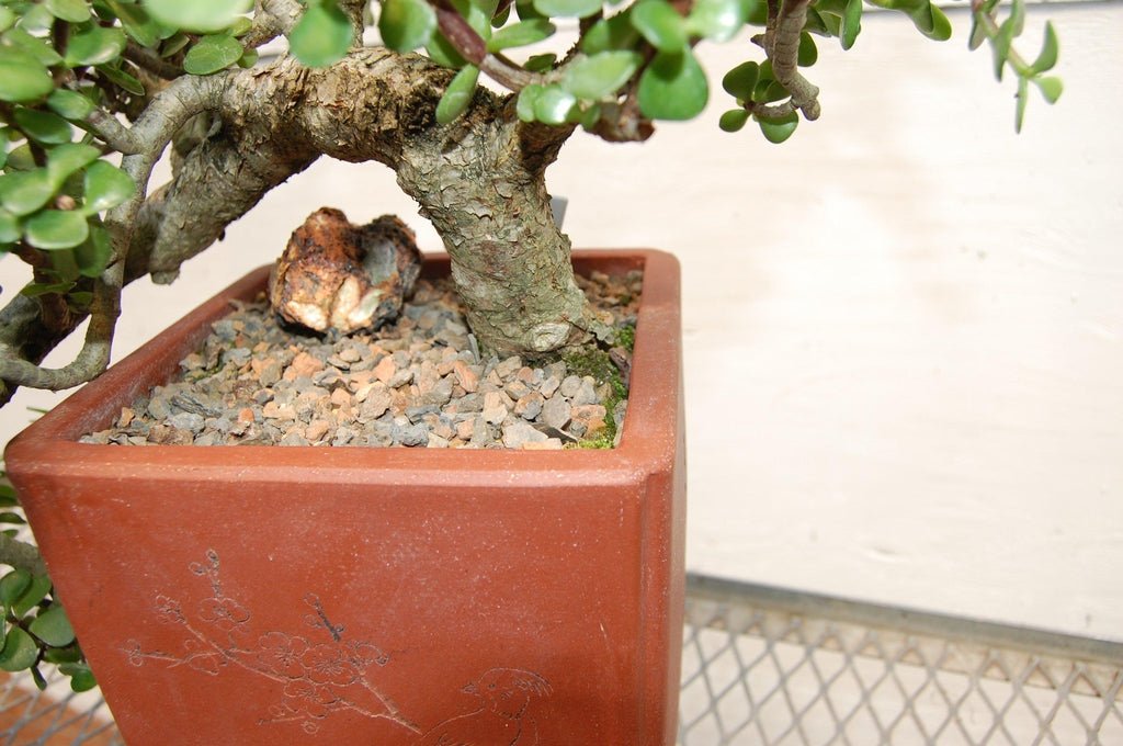 Baby Jade Cascade Specimen Bonsai Tree Root