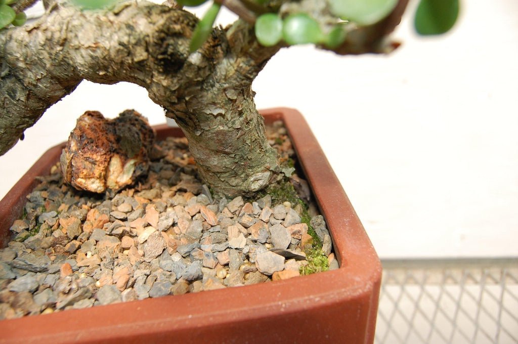Baby Jade Cascade Specimen Bonsai Tree Trunk