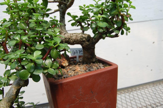 jade plant cascade bonsai 30 Year Old Baby Jade Cascade Specimen Bonsai Tree