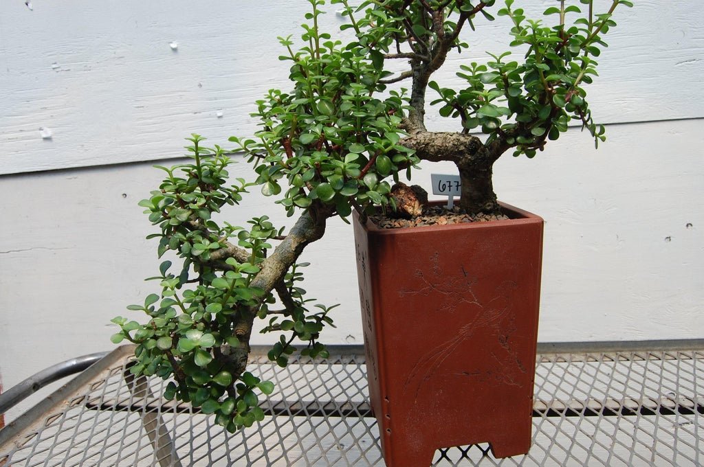 Baby Jade Cascade Specimen Bonsai Tree Pot