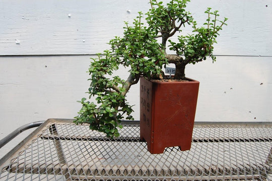 bonsai tree jade 30 Year Old Baby Jade Cascade Specimen Bonsai Tree