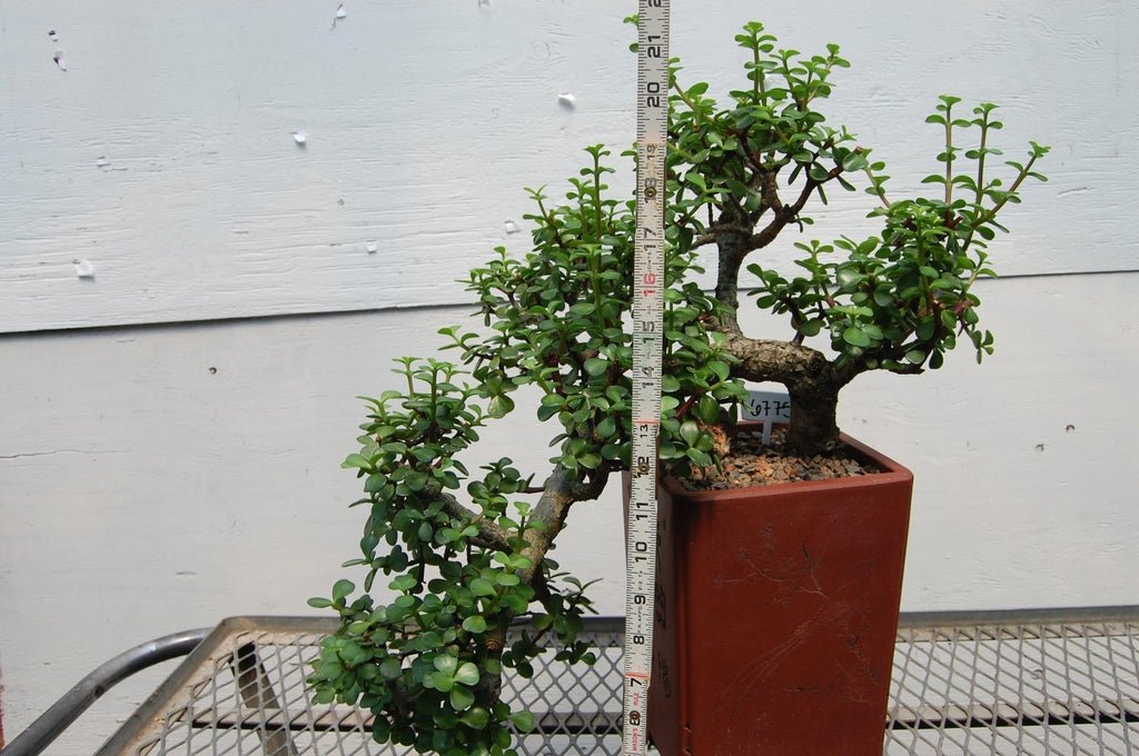 Baby Jade Cascade Specimen Bonsai Tree Height