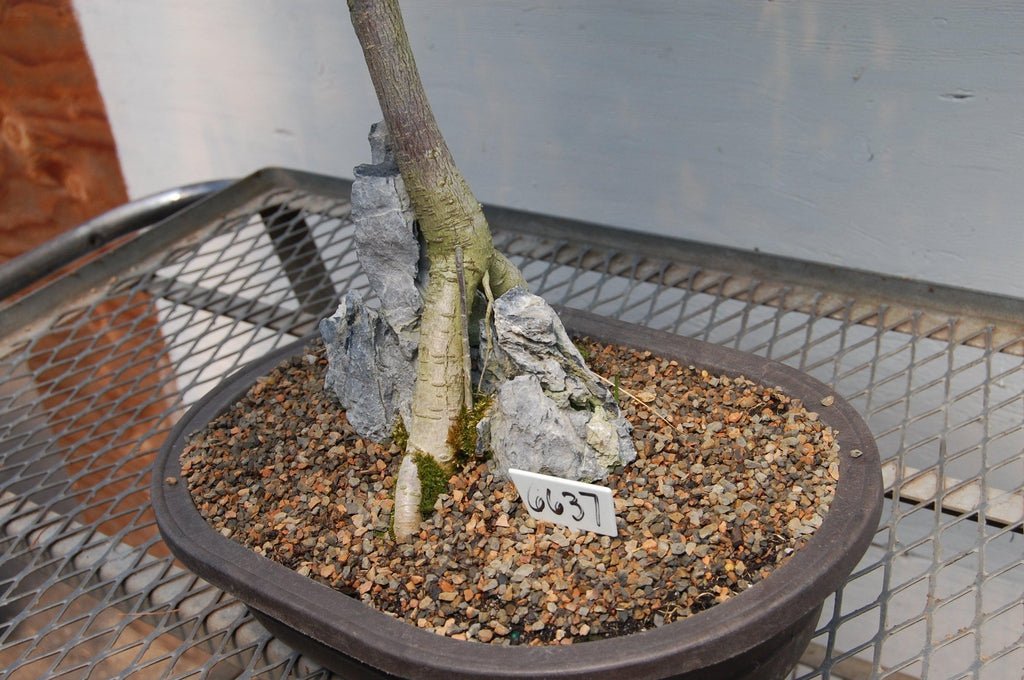 Flowering Japanese Wisteria Root Over Rock Specimen Bonsai Tree Rock