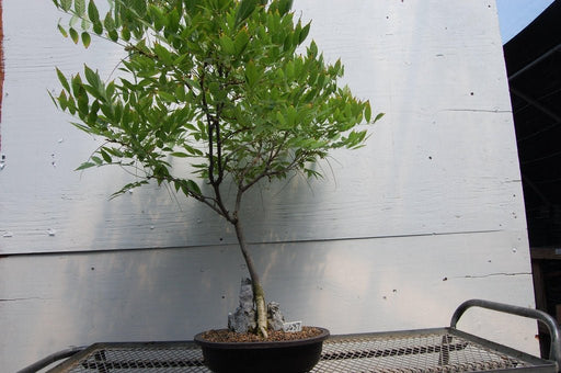 Flowering Japanese Wisteria Root Over Rock Specimen Bonsai Tree