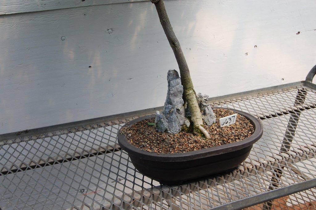 Flowering Japanese Wisteria Root Over Rock Specimen Bonsai Tree Rock Side