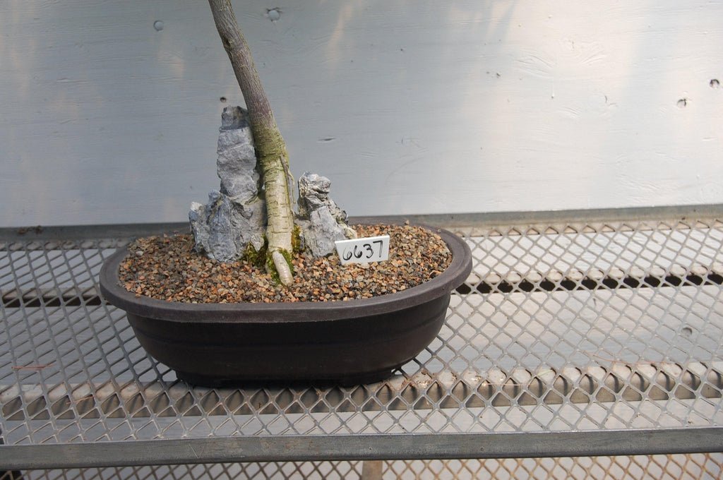 30 Year Old Flowering Japanese Wisteria Root Over Rock Specimen Bonsai Tree