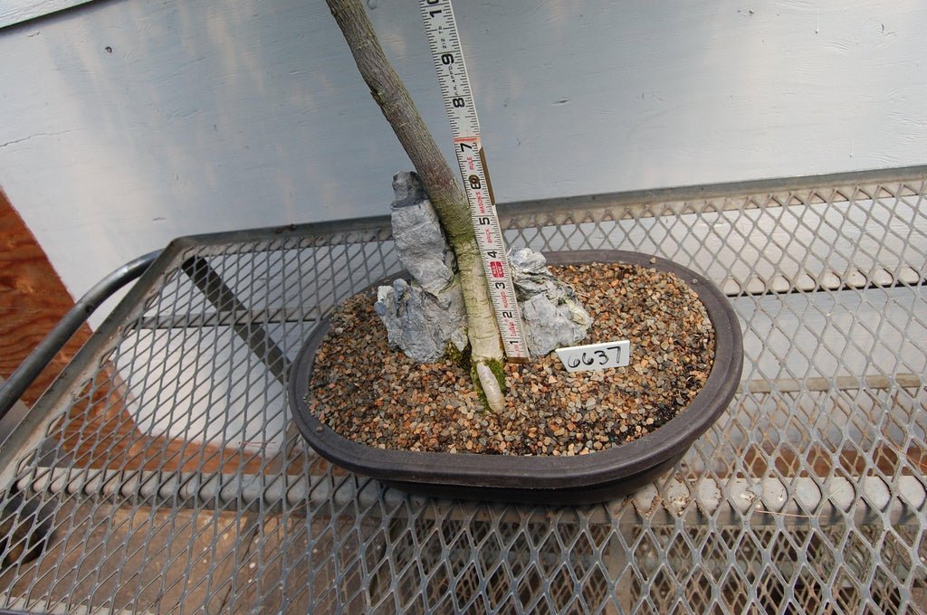 30 Year Old Flowering Japanese Wisteria Root Over Rock Specimen Bonsai Tree