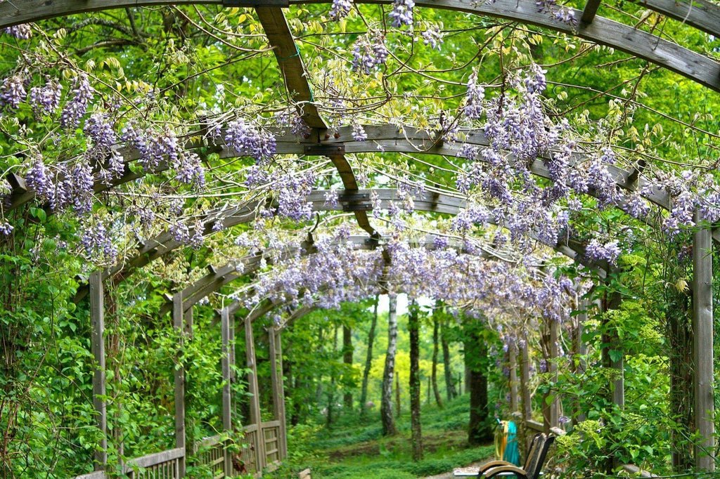 Japanese Wisteria In Bloom