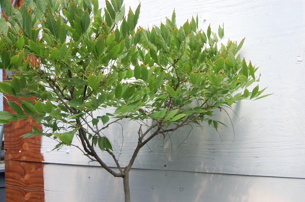 Flowering Japanese Wisteria Root Over Rock Specimen Bonsai Tree Canopy