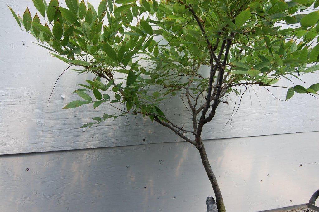 Flowering Japanese Wisteria Root Over Rock Specimen Bonsai Tree Leaves