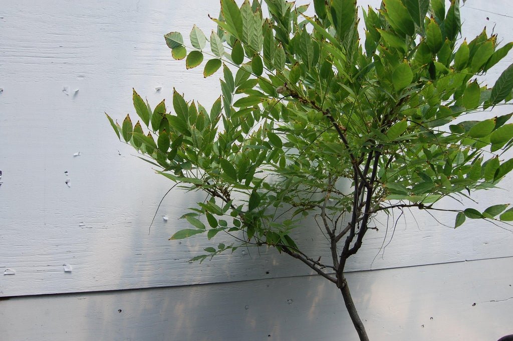 Flowering Japanese Wisteria Root Over Rock Specimen Bonsai Tree Branches