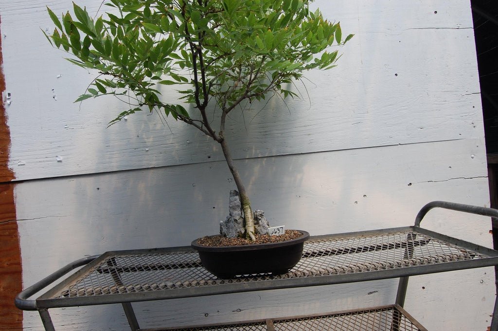 Flowering Japanese Wisteria Root Over Rock Specimen Bonsai Tree Profile