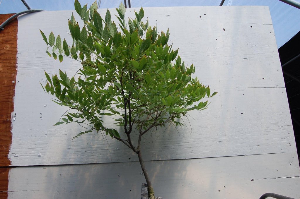 Flowering Japanese Wisteria Root Over Rock Specimen Bonsai Tree Trunk