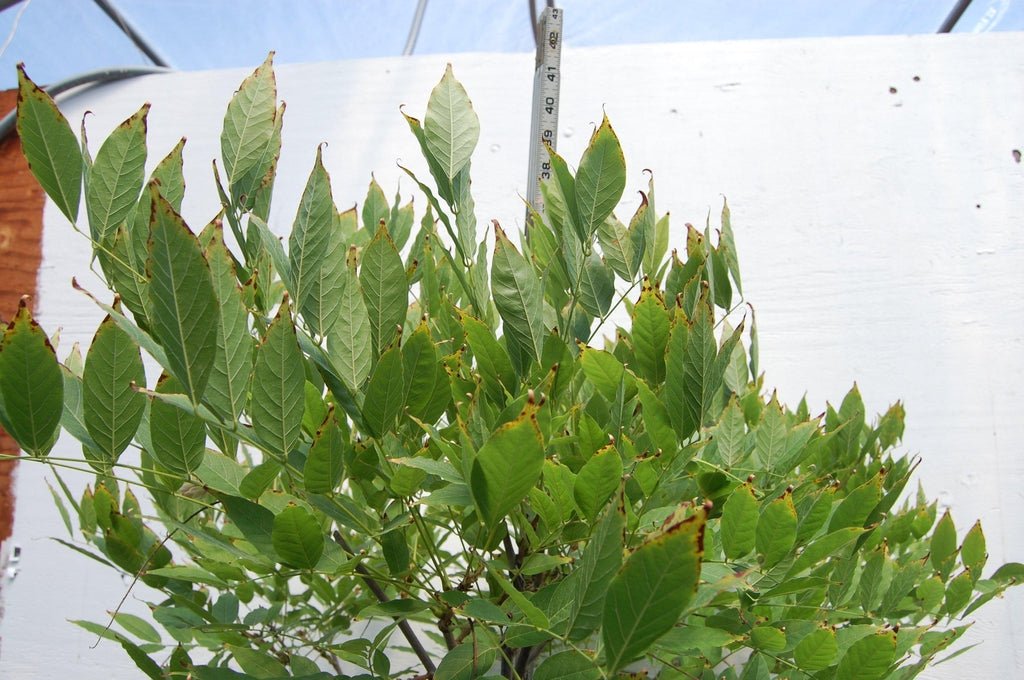Flowering Japanese Wisteria Root Over Rock Specimen Bonsai Tree Height