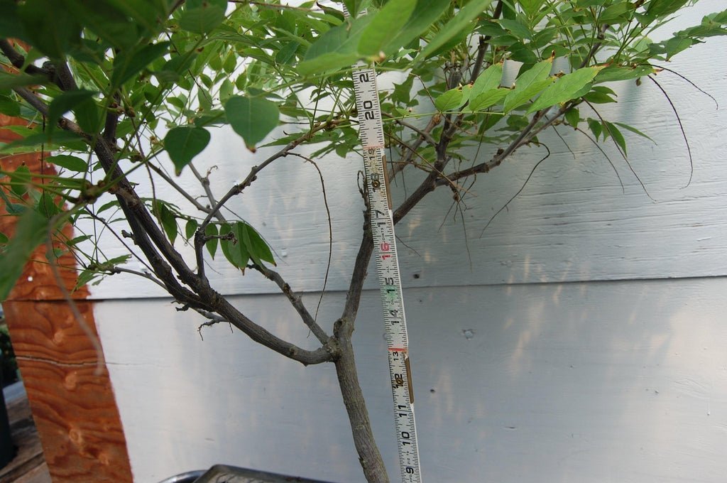 Flowering Japanese Wisteria Root Over Rock Specimen Bonsai Tree Size