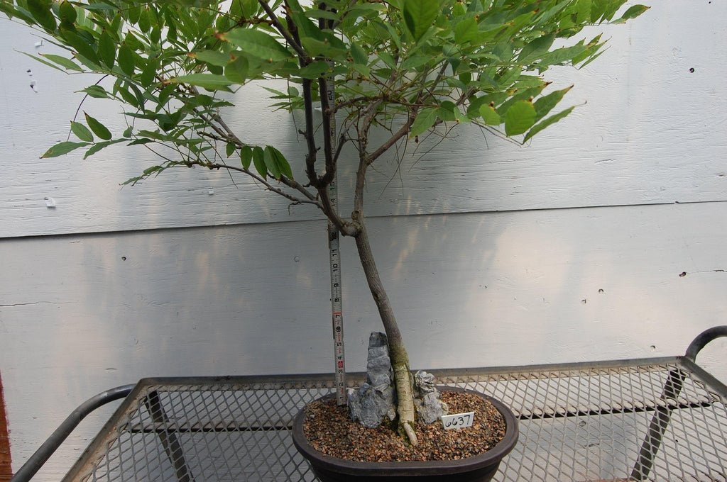 Flowering Japanese Wisteria Root Over Rock Specimen Bonsai Tree Bark