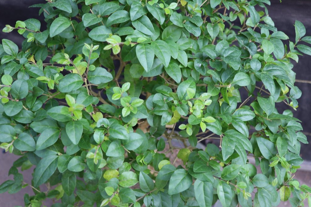 31 Year Old Flowering Ligustrum Curved Trunk Specimen Bonsai Tree Foliage