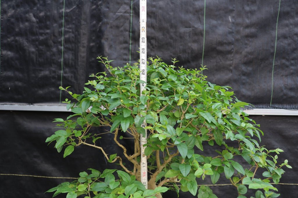 31 Year Old Flowering Ligustrum Curved Trunk Specimen Bonsai Tree Size