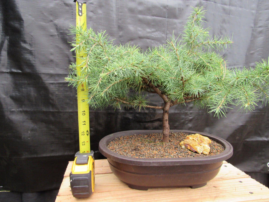31 Year Old Himalayan Cedar Specimen Bonsai Tree Size