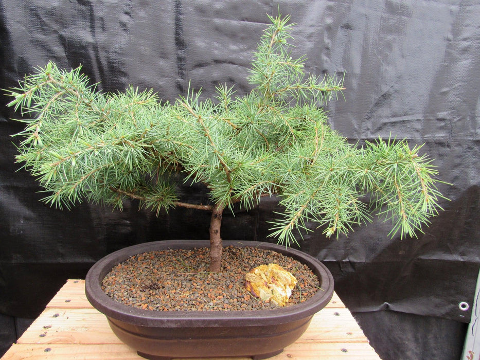 31 Year Old Himalayan Cedar Specimen Bonsai Tree Profile
