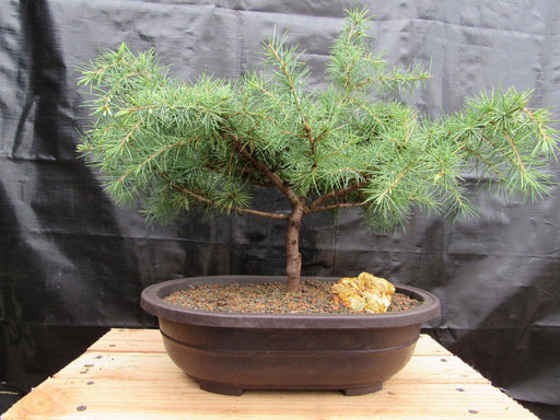 31 Year Old Himalayan Cedar Specimen Bonsai Tree