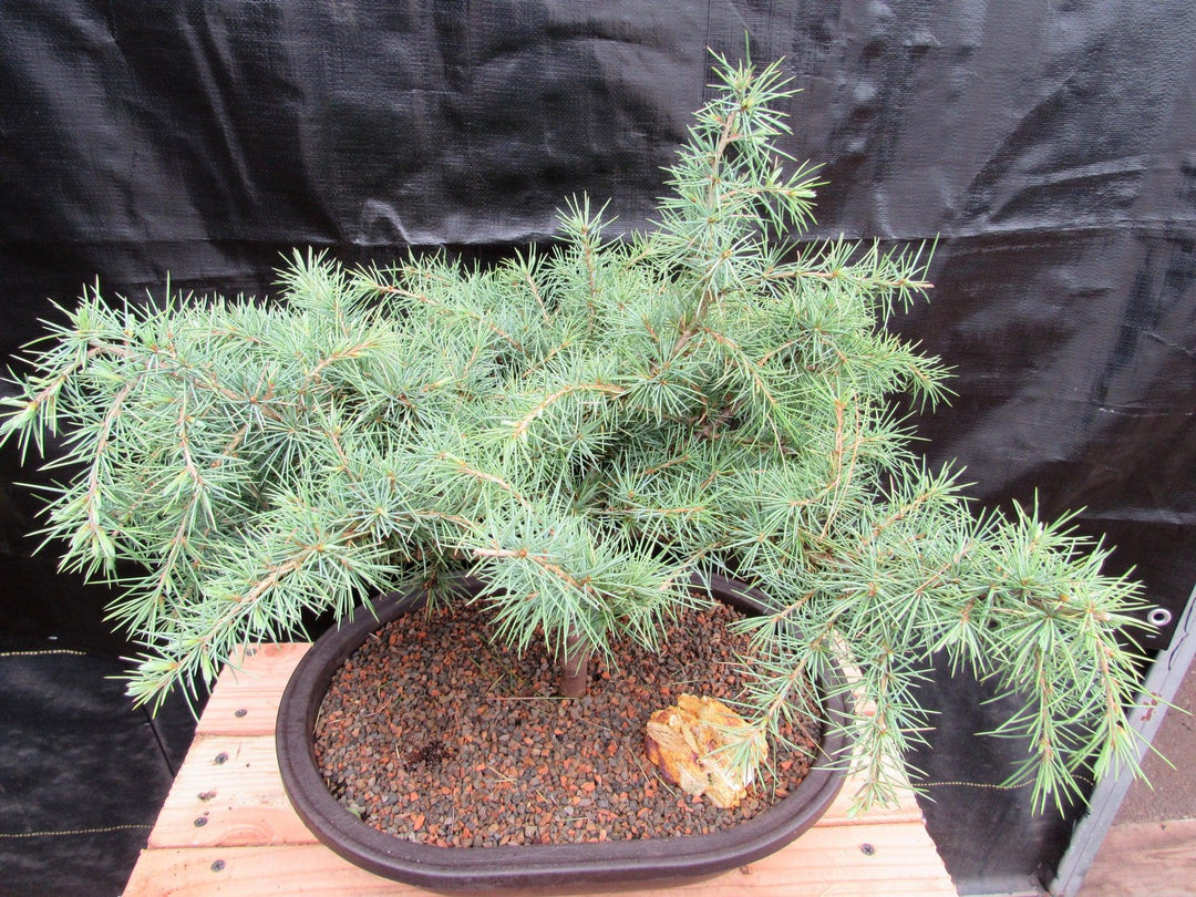 31 Year Old Himalayan Cedar Specimen Bonsai Tree Canopy