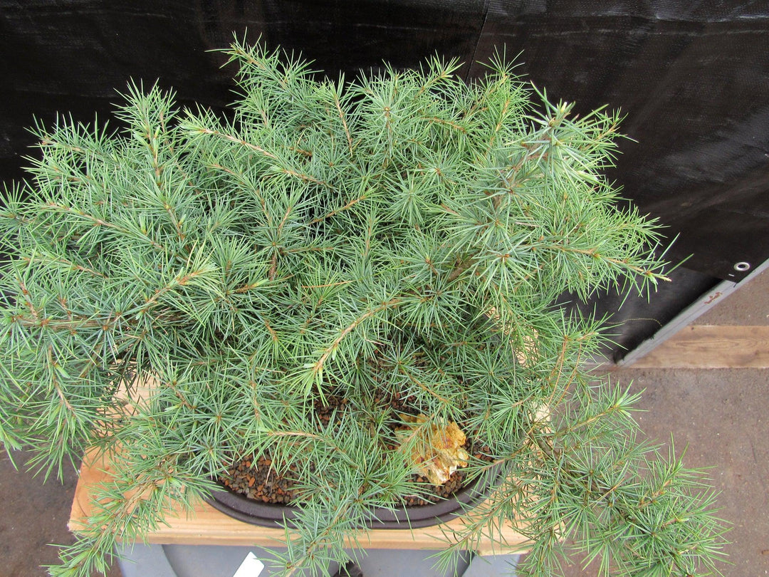 31 Year Old Himalayan Cedar Specimen Bonsai Tree Coloring
