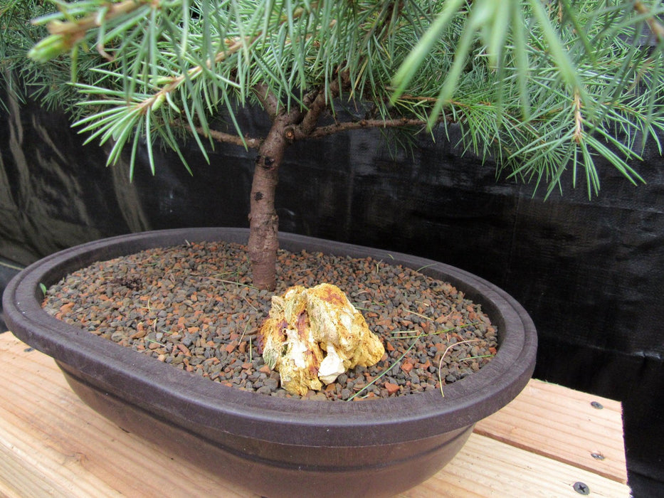 31 Year Old Himalayan Cedar Specimen Bonsai Tree Side