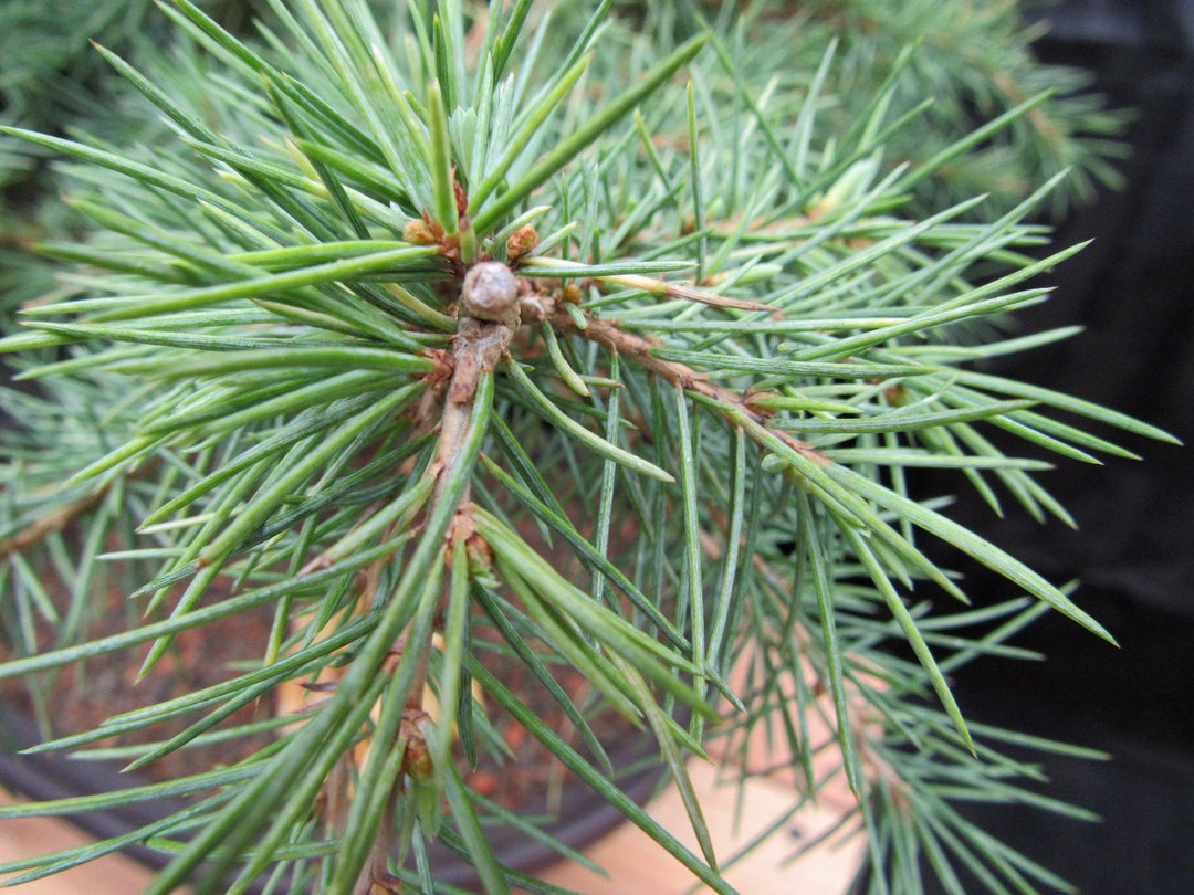 31 Year Old Himalayan Cedar Specimen Bonsai Tree Foliage