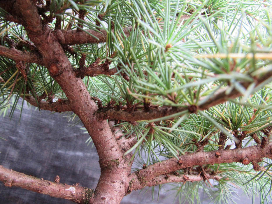 31 Year Old Himalayan Cedar Specimen Bonsai Tree Branches